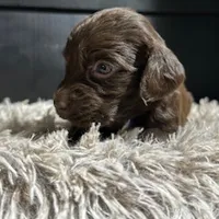 UKC Amber, a female Boykin Spaniel for sale in Starkville, MS – Photo 2 of 3