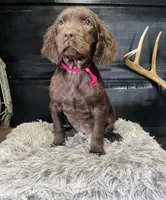 UKC Amber, a female Boykin Spaniel for sale in Starkville, MS – Photo 1 of 3