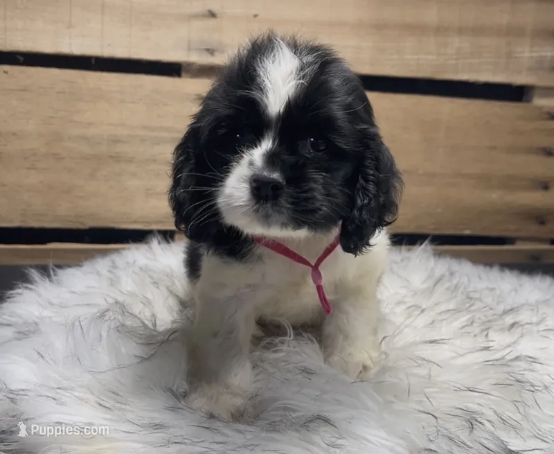 AKC Pink – Cocker Spaniel puppy for sale in Starkville, MS
