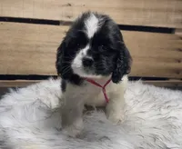 AKC Pink, a female Cocker Spaniel for sale in Starkville, MS – 1 of 1