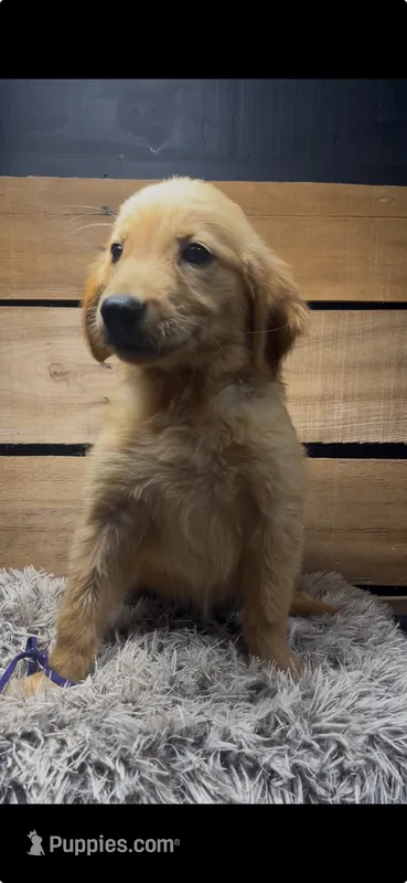 Dolly – Golden Retriever puppy for sale in Starkville, MS