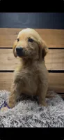 Dolly, a female Golden Retriever for sale in Starkville, MS – 1 of 1