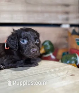 AKC Judge – Boykin Spaniel puppy for sale in Starkville, MS