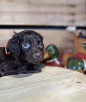 AKC Judge, a male Boykin Spaniel for sale in Starkville, MS – 1 of 1