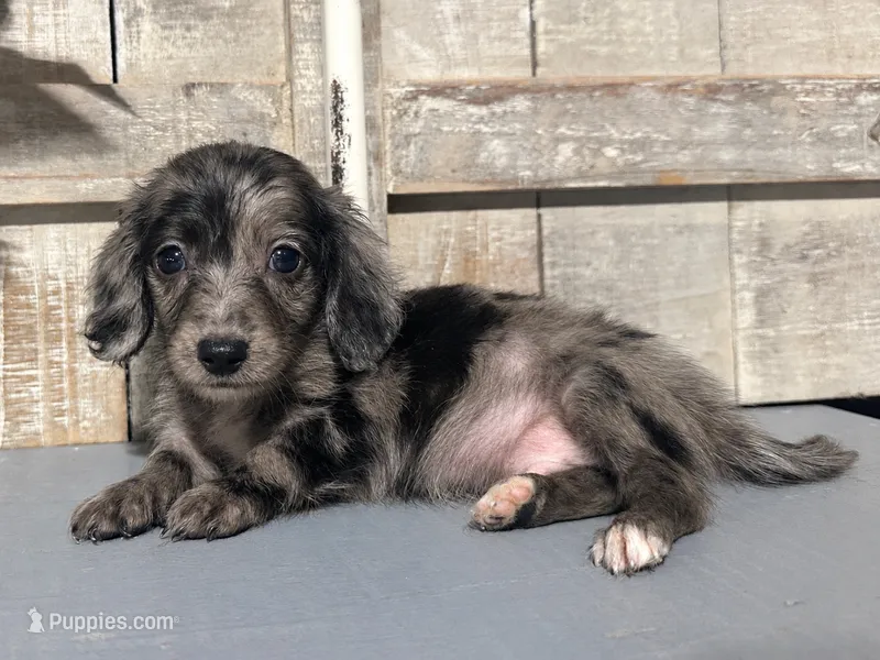 AKC Dap – Miniature Dachshund puppy for sale in Starkville, MS