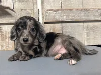 AKC Dap, a male Miniature Dachshund for sale in Starkville, MS – 1 of 2