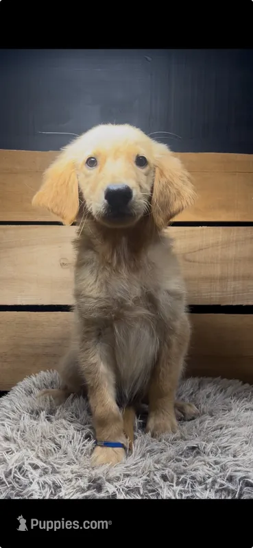 Dan – Golden Retriever puppy for sale in Starkville, MS