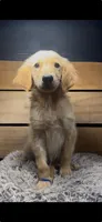 Dan, a male Golden Retriever for sale in Starkville, MS – 1 of 1