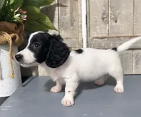 AKC Dex, a male Miniature Dachshund for sale in Starkville, MS – 2 of 2