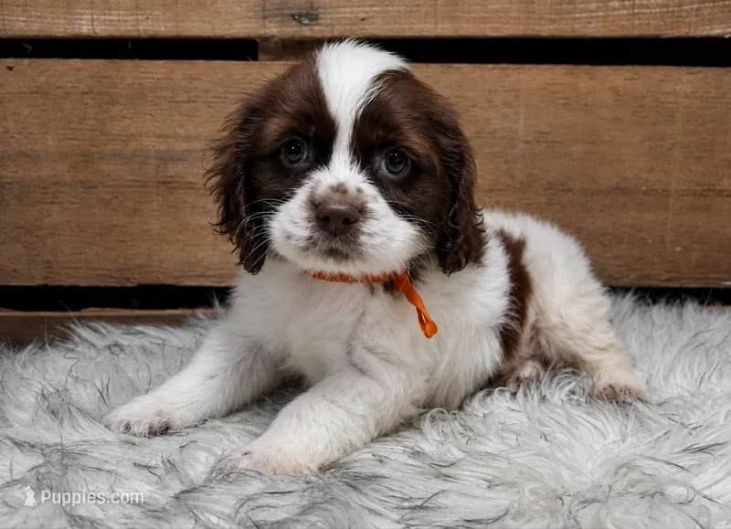 AKC Orange – Cocker Spaniel puppy for sale in Starkville, MS