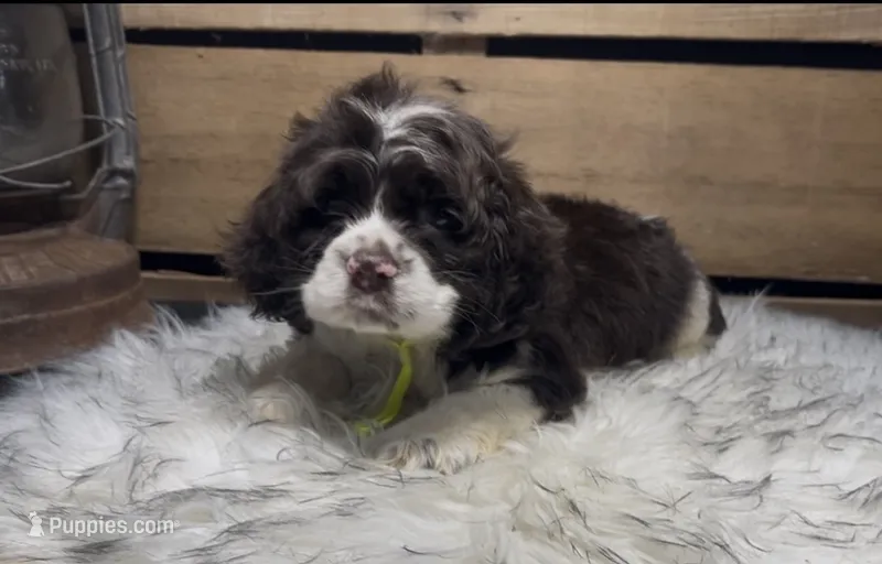AKC Lime  – Cocker Spaniel puppy for sale in Starkville, MS