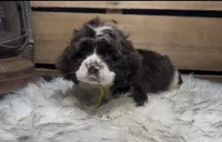 AKC Lime , a male Cocker Spaniel for sale in Starkville, MS – 1 of 1