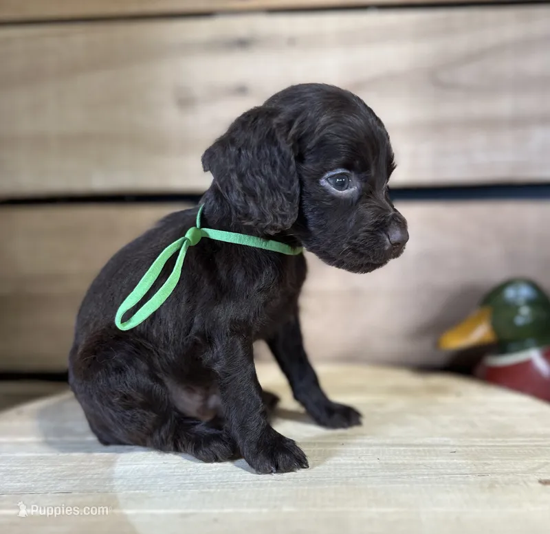 AKC Jake – Boykin Spaniel puppy for sale in Starkville, MS