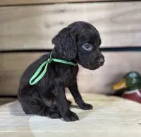 AKC Jake, a male Boykin Spaniel for sale in Starkville, MS – 1 of 1