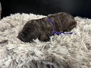 AKC Purple – Boykin Spaniel puppy for sale in Starkville, MS