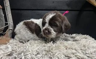 AKC Pink – Wirehaired Pointing Griffon puppy for sale in Starkville, MS