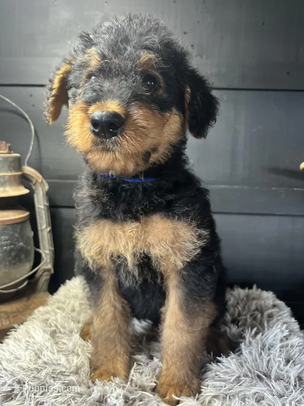 AKC Jack  – Airedale Terrier puppy for sale in Starkville, MS