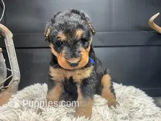 AKC Jack  – Airedale Terrier puppy for sale in Starkville, MS
