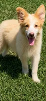 AKC BOWIE, a male Border Collie for sale in Starkville, MS – 2 of 3