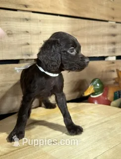 AKC Milly – Boykin Spaniel puppy for sale in Starkville, MS
