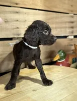 AKC Milly, a female Boykin Spaniel for sale in Starkville, MS – 1 of 1