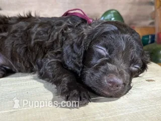 AKC Jesse – Boykin Spaniel puppy for sale in Starkville, MS