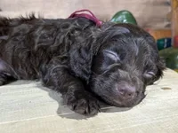 AKC Jesse, a male Boykin Spaniel for sale in Starkville, MS – 1 of 2