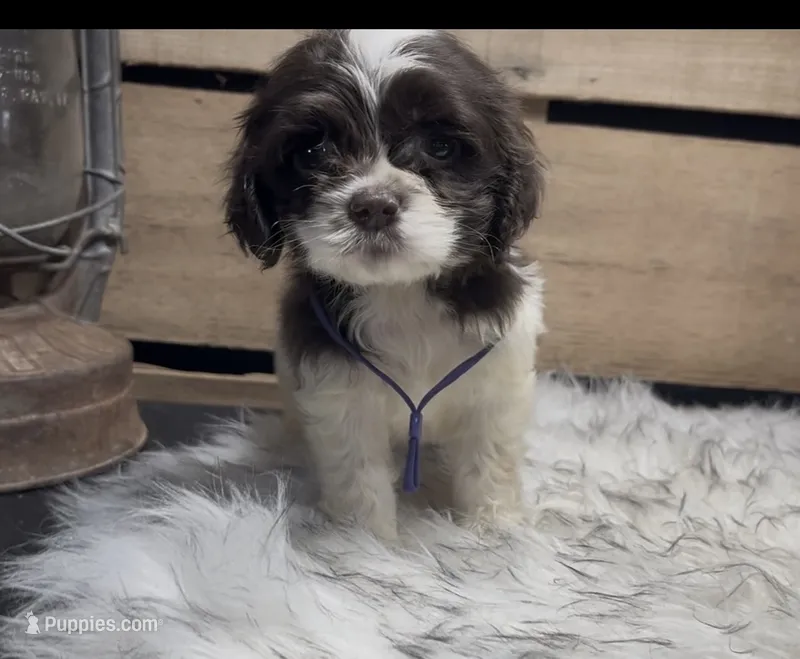 AKC Purple – Cocker Spaniel puppy for sale in Starkville, MS