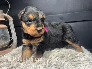 AKC Jenny  – Airedale Terrier puppy for sale in Starkville, MS