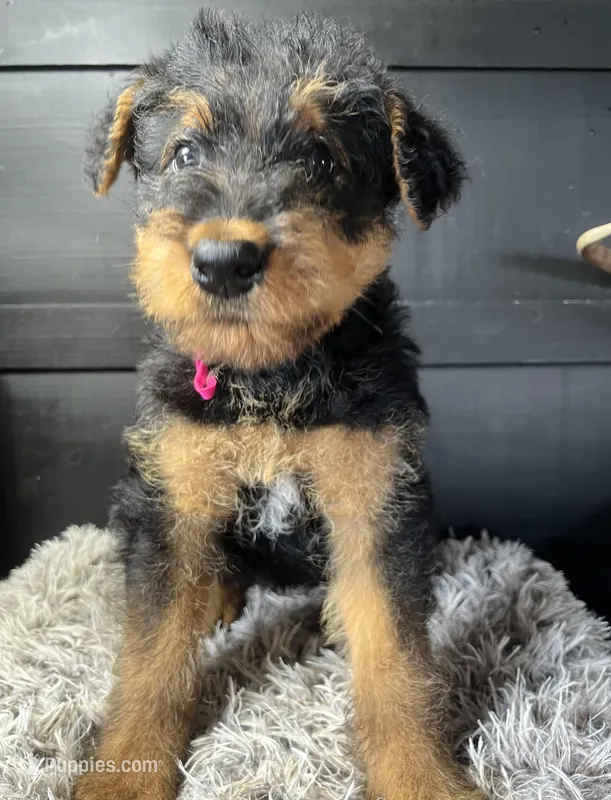 AKC Jenny  – Airedale Terrier puppy for sale in Starkville, MS