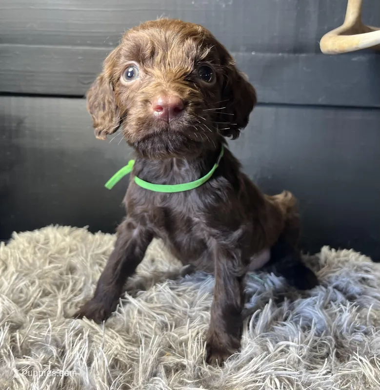 AKC Green – Boykin Spaniel puppy for sale in Starkville, MS