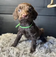 AKC Green, a male Boykin Spaniel for sale in Starkville, MS – 1 of 2