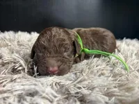AKC Green, a male Boykin Spaniel for sale in Starkville, MS – 2 of 2