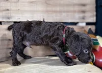 AKC Jesse, a male Boykin Spaniel for sale in Starkville, MS – 2 of 2