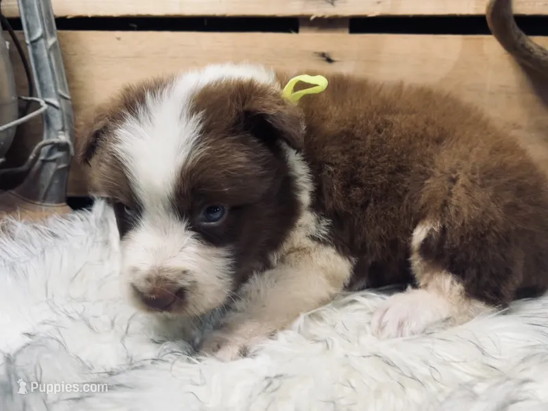 AKC Chip – Border Collie puppy for sale in Starkville, MS