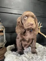 UKC Ace, a male Boykin Spaniel for sale in Starkville, MS – Photo 1 of 3