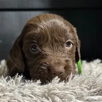 UKC Ace, a male Boykin Spaniel for sale in Starkville, MS – Photo 2 of 3