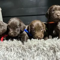 UKC Ace, a male Boykin Spaniel for sale in Starkville, MS – Photo 3 of 3