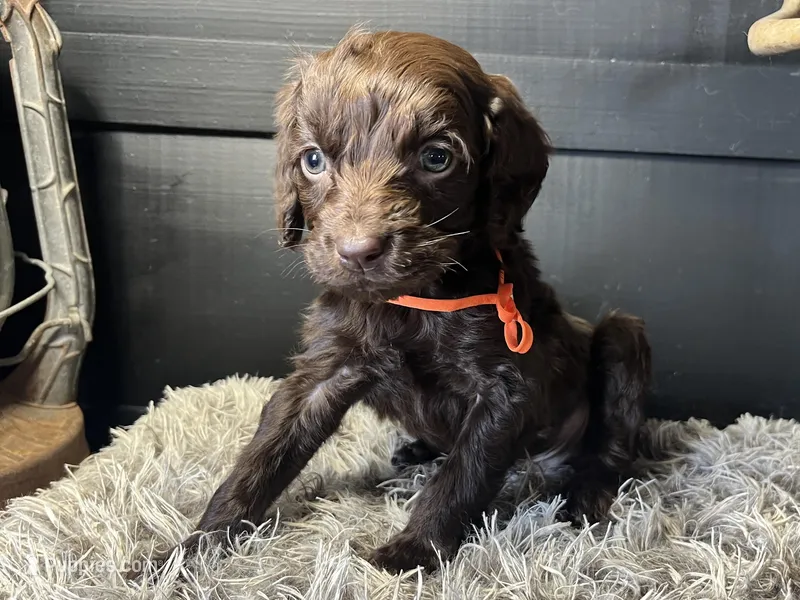 AKC Orange – Boykin Spaniel puppy for sale in Starkville, MS