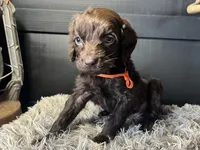AKC Orange, a male Boykin Spaniel for sale in Starkville, MS – 1 of 2