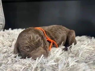 AKC Orange – Boykin Spaniel puppy for sale in Starkville, MS