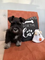 Fig, a male Miniature Schnauzer for sale in Rolla, MO – 2 of 5