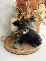 Peach, a female Miniature Schnauzer for sale in Rolla, MO – 2 of 4