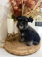 Fig, a male Miniature Schnauzer for sale in Rolla, MO – 4 of 5