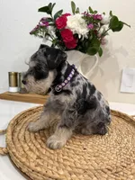 Blossom, a female Miniature Schnauzer for sale in Rolla, MO – Photo 5 of 5