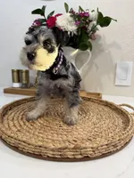 Blossom, a female Miniature Schnauzer for sale in Rolla, MO – Photo 3 of 5