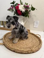 Blossom, a female Miniature Schnauzer for sale in Rolla, MO – Photo 1 of 5