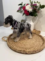 Blossom, a female Miniature Schnauzer for sale in Rolla, MO – Photo 2 of 5