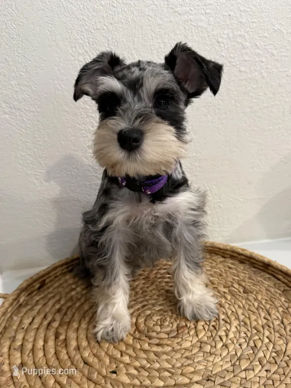 Blossom – Miniature Schnauzer puppy for sale in Rolla, MO