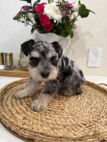 Blossom, a female Miniature Schnauzer for sale in Rolla, MO – Photo 4 of 5